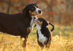 ZUCHTSTÄTTE FÜR ENTLEBUCHER SENNENHUNDE