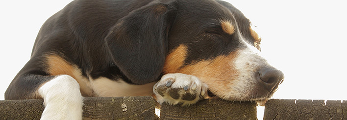 Entlebucher Sennenhunde