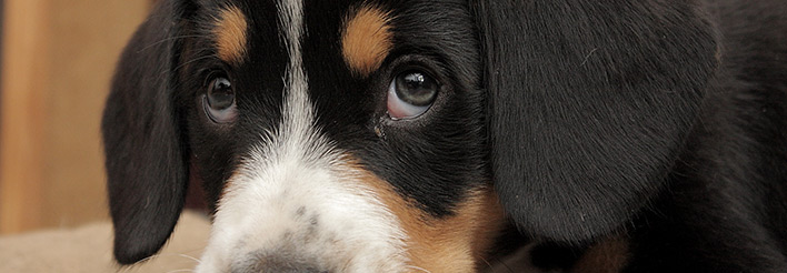 Entlebucher Sennenhunde