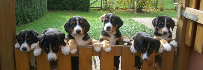 Entlebucher Sennenhunde