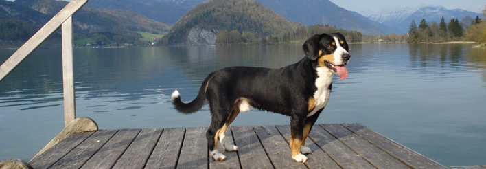 Entlebucher Sennenhunde