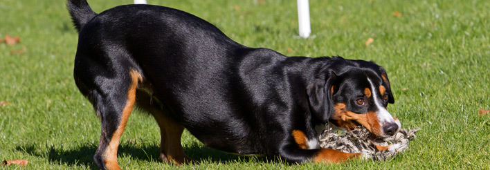 Entlebucher Sennenhunde