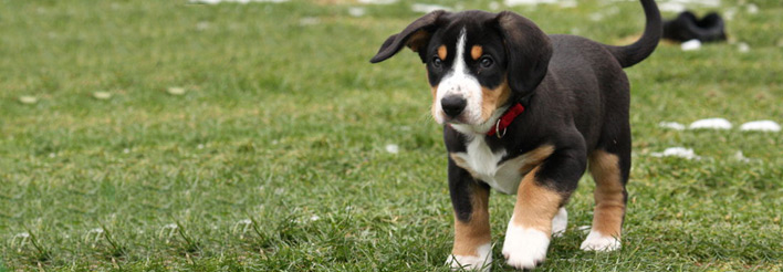 Entlebucher Sennenhunde