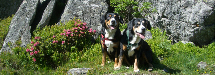 Entlebucher Sennenhunde